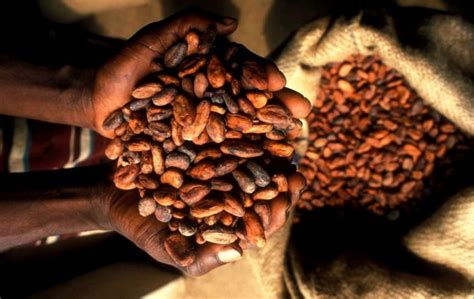 The Healing Power of Cacao: Harnessing the Plant's Magical Properties for Physical Wellness